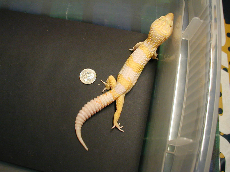 Tremper Giant
