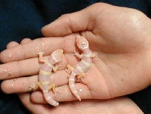 My first albino hatchlings!