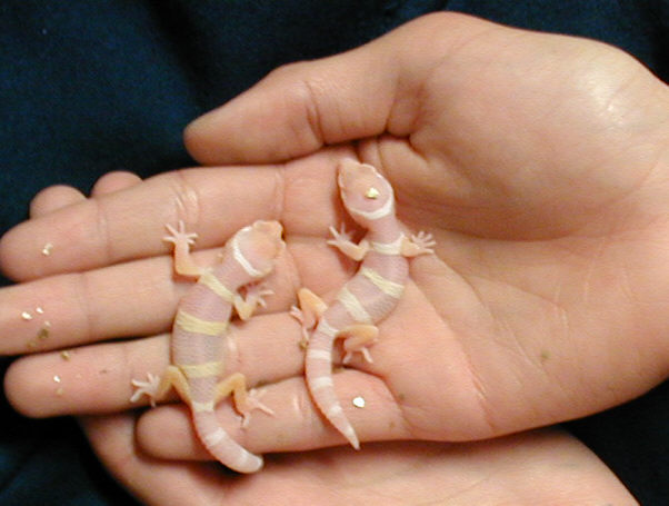 My first albino hatchlings!