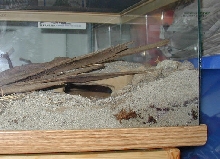 Side-Blotched Lizards Cave