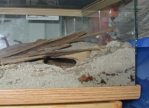 Side-Blotched Lizards Cave