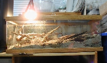 Side-Blotched Lizards Cage