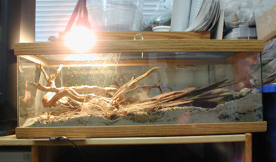 Side-Blotched Lizards Cage