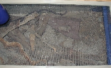 Side-Blotched Lizards Top Cage View