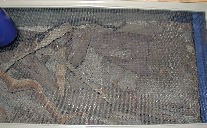 Side-Blotched Lizards Top Cage View