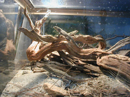 Side-Blotched Lizards
