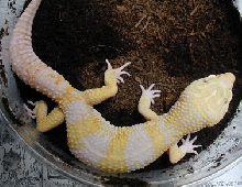 Tremper Giant Albino