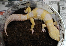 Tremper Giant Albino