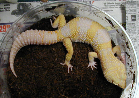 Tremper Giant Albino