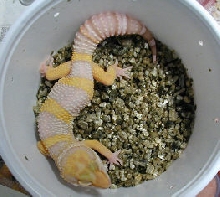Ron Tremper incubation method