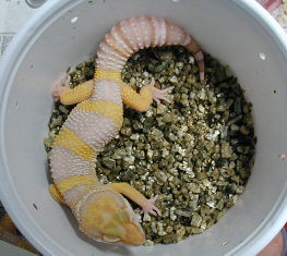 Ron Tremper incubation method