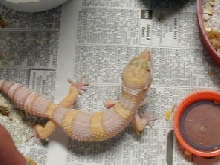 Ron Tremper incubation method