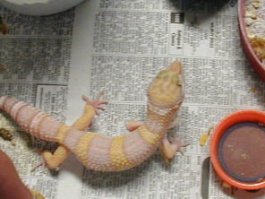 Ron Tremper incubation method