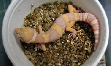 Ron Tremper incubation method