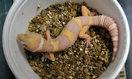 Ron Tremper incubation method