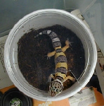 Het Giant Albino