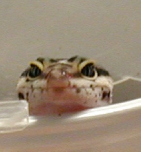 Smile