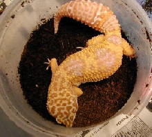 Tremper Albino