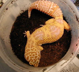 Tremper Albino