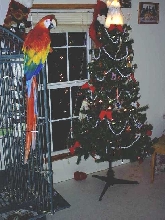 Flower's 1st x-mas with me