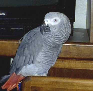 Rafiki, the newest member of the flock