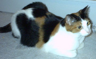 Lily