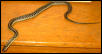 common garter