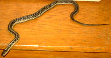 common garter