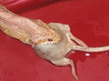 Supper