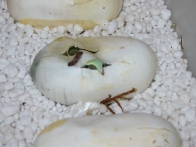 P.baroni