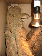 Timor Monitor