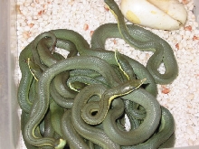 P.baroni