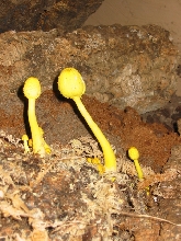 Substrate