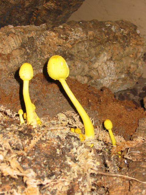 Substrate