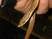 Brown morp Philodryas baroni