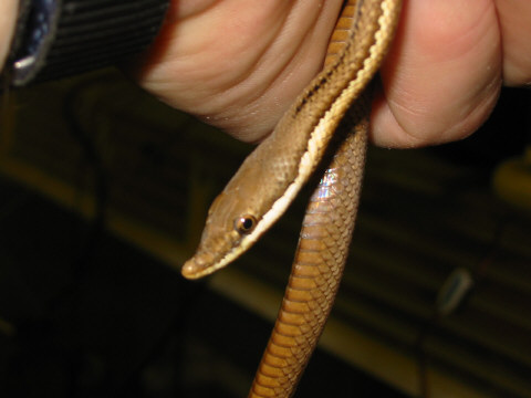 Brown morp Philodryas baroni