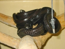 Black Janseni