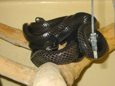 Black Janseni