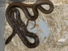 Coelognathus helena