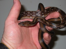 Coelognathus helena