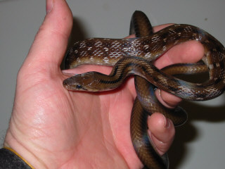 Coelognathus helena