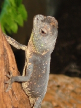 A. capra