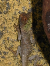 A. capra