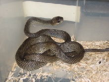 Sulawesi Cate Eye Snake