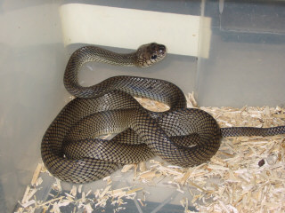 Sulawesi Cate Eye Snake