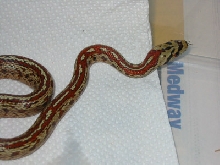 Zamensis situla