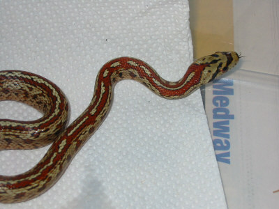Zamensis situla