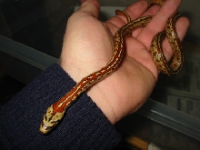 Zamensis situla
