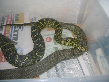 E. carinata