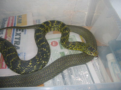 E. carinata